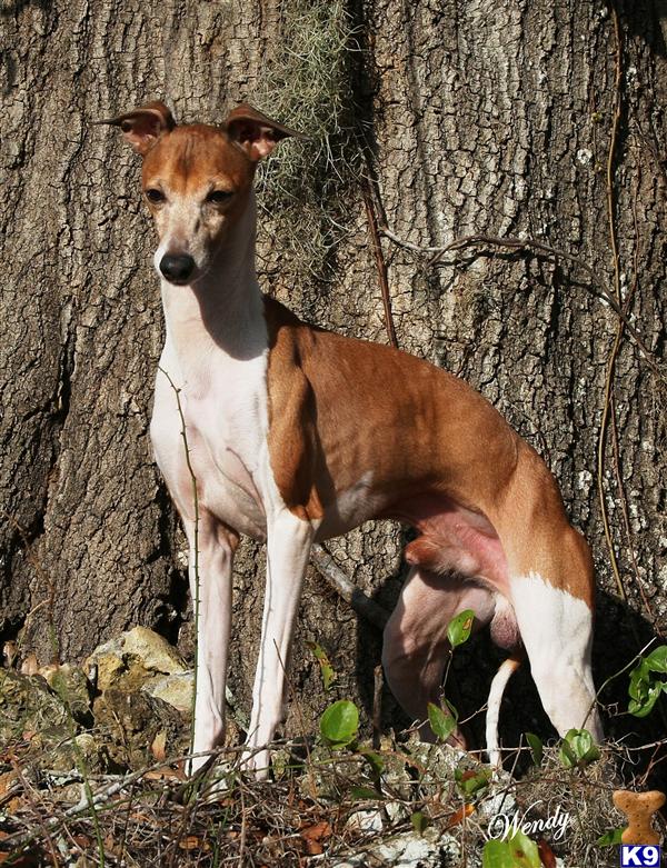 Dogs for Sale in FL